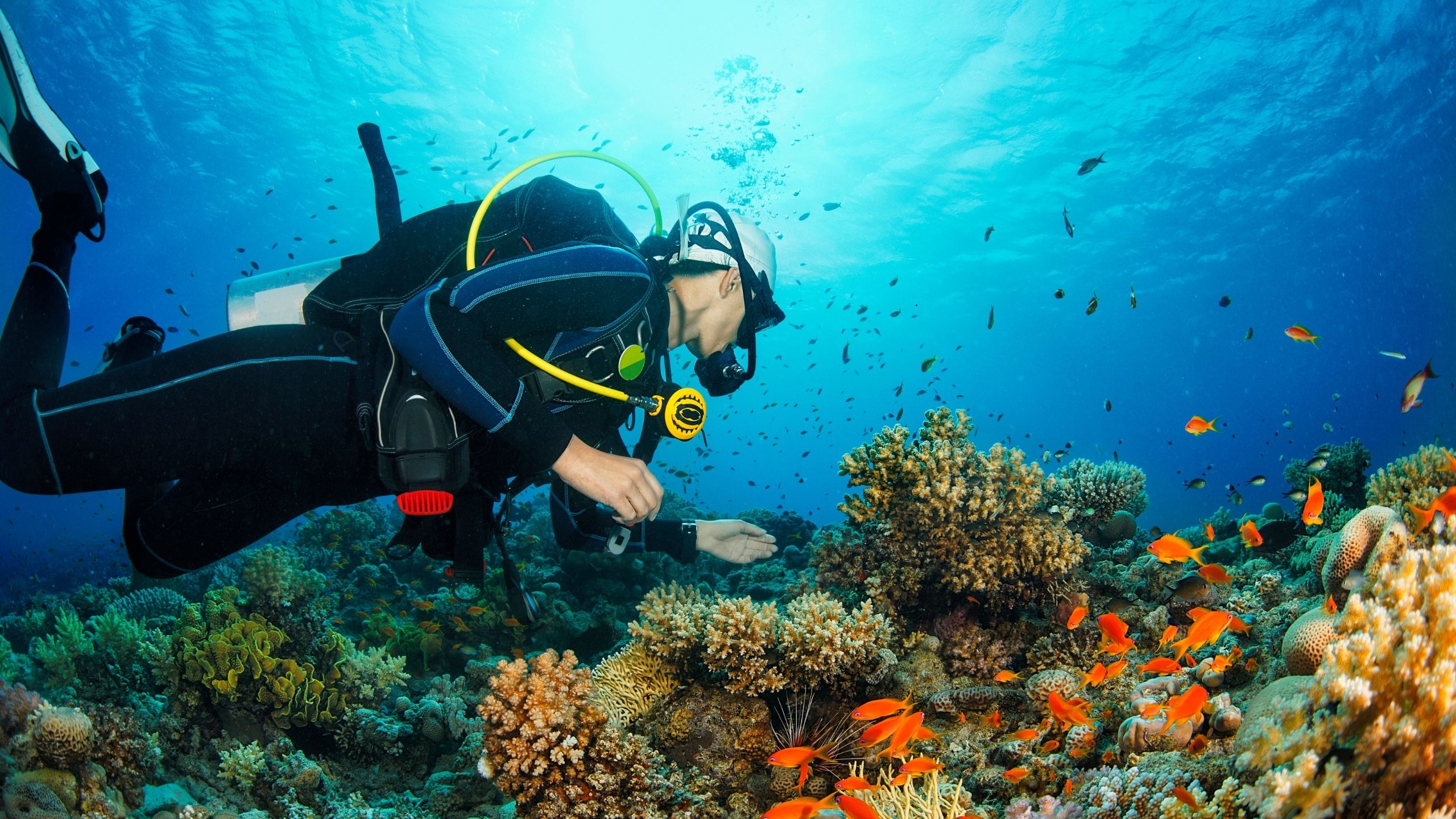 Diver swimming in the ocean.